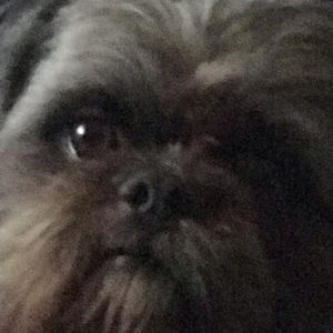 Meet your Posher, Phillip